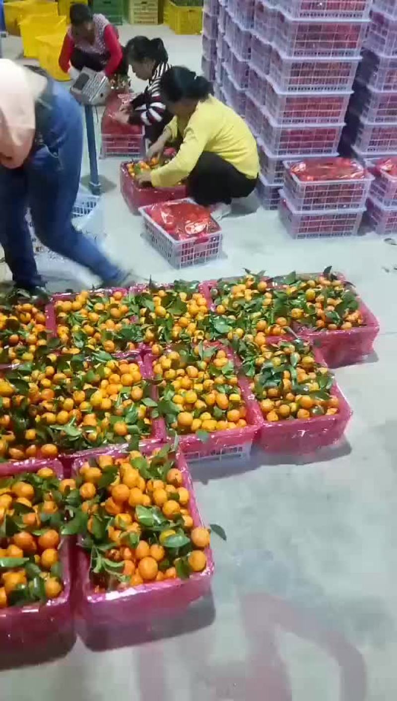 砂糖橘始兴万亩砂糖橘种植基地大量供应电商市场超市外贸出口