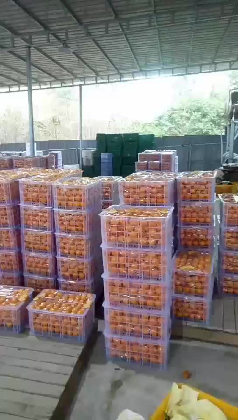 砂糖橘始兴万亩砂糖橘种植基地大量供应电商市场超市外贸出口