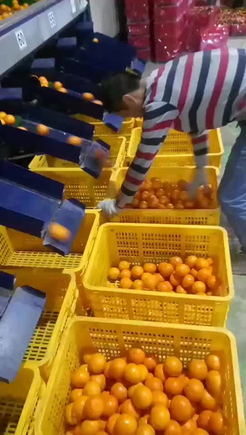 砂糖橘始兴万亩砂糖橘种植基地大量供应电商市场超市外贸出口