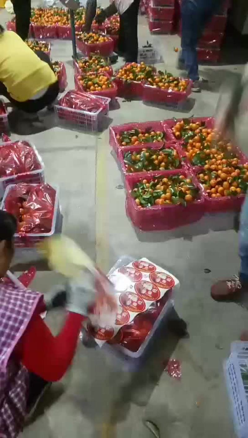砂糖橘始兴万亩砂糖橘种植基地大量供应电商市场超市外贸出口