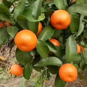 砂糖橘始兴万亩砂糖橘种植基地大量供应电商市场超市外贸出口