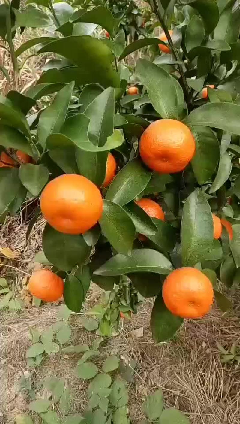 砂糖橘始兴万亩砂糖橘种植基地大量供应电商市场超市外贸出口