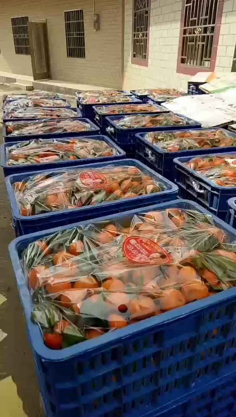 砂糖橘始兴万亩砂糖橘种植基地大量供应电商市场超市外贸出口
