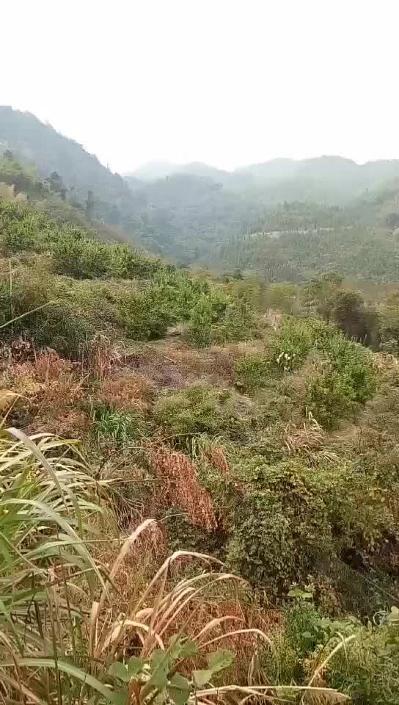 砂糖橘始兴万亩砂糖橘种植基地大量供应电商市场超市外贸出口