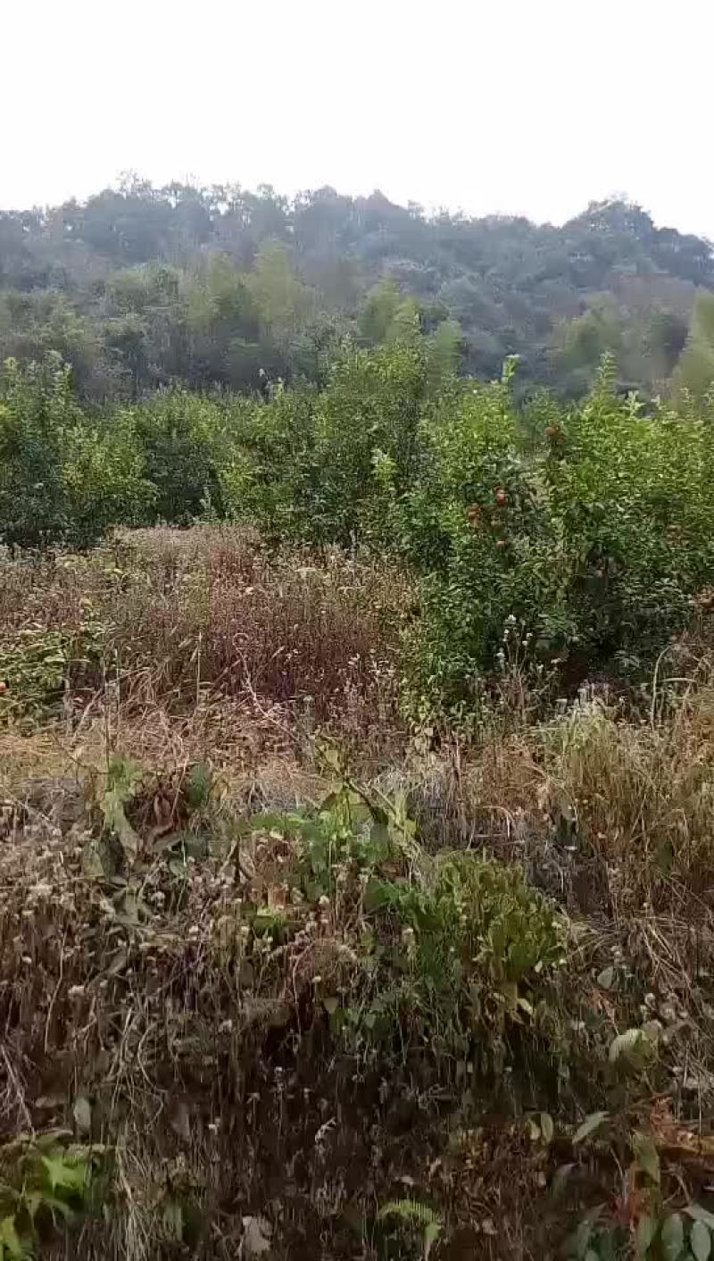 砂糖橘始兴万亩砂糖橘种植基地大量供应电商市场超市外贸出口