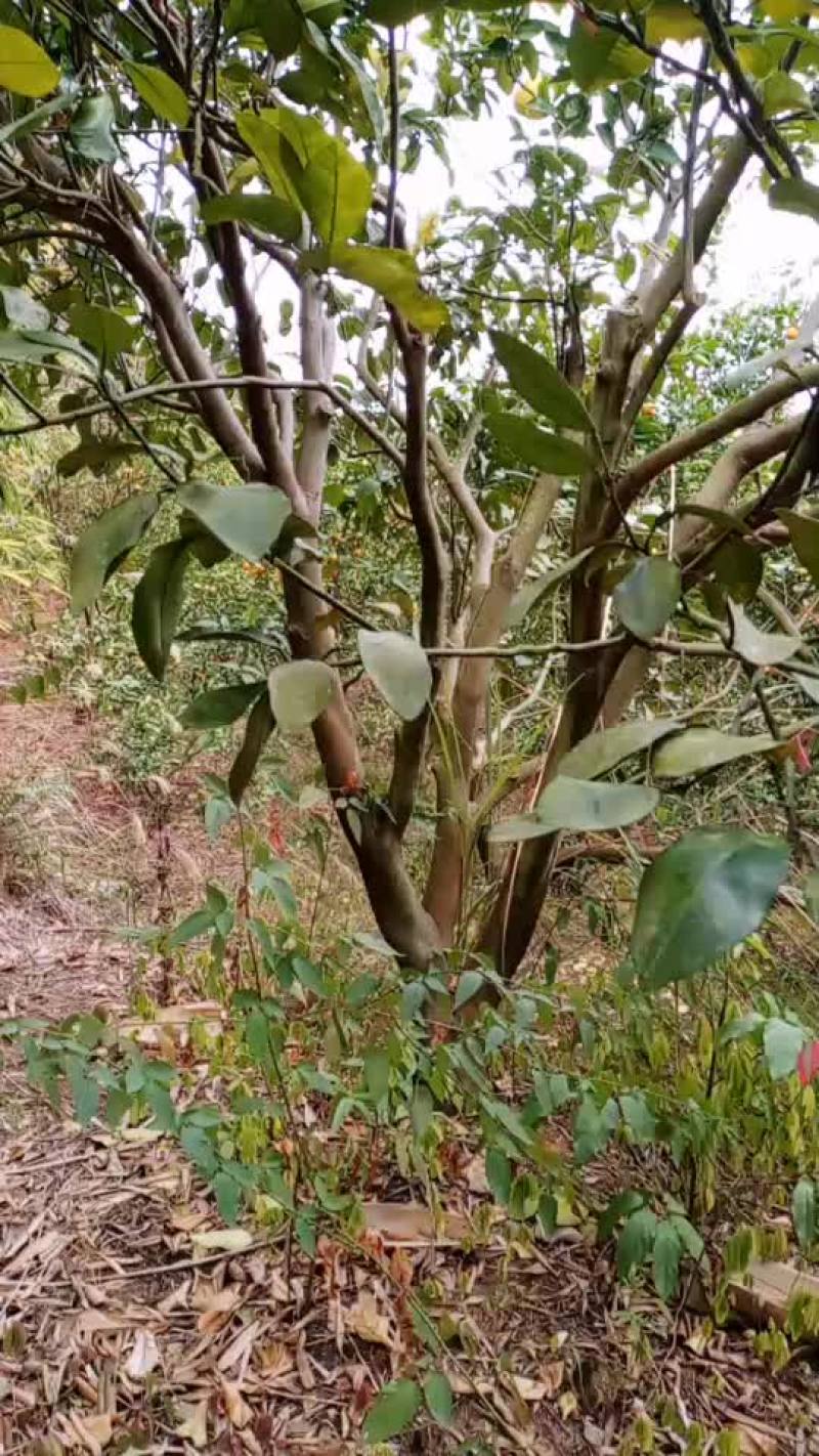 砂田柚子树绿化树