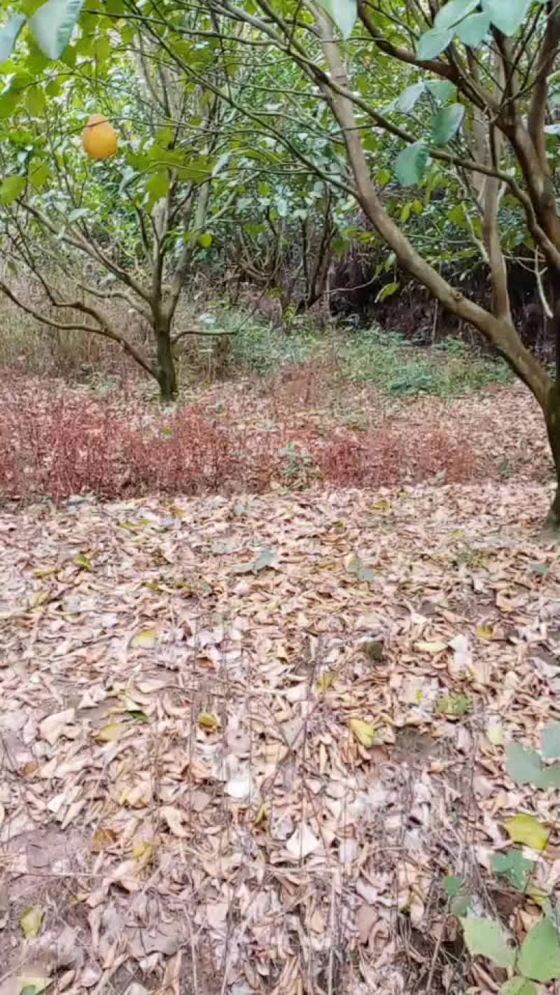 砂田柚子树绿化树