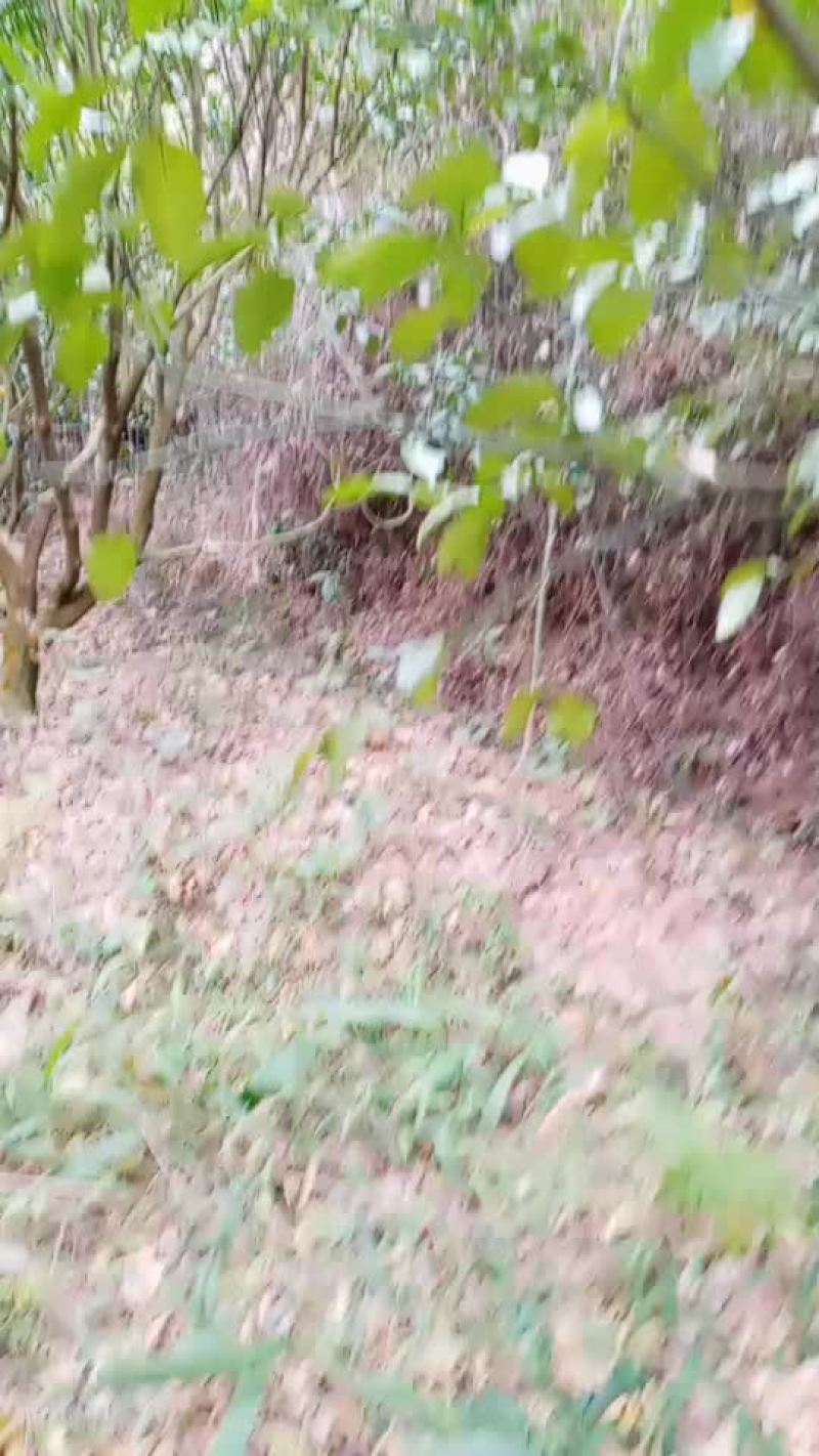 砂田柚子树绿化树