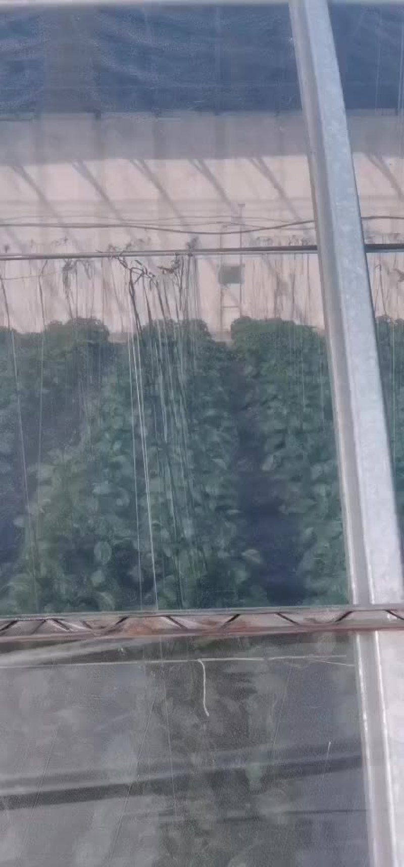 双防流滴功能膜，大棚专用膜，1到24米都有现货，欢迎下单