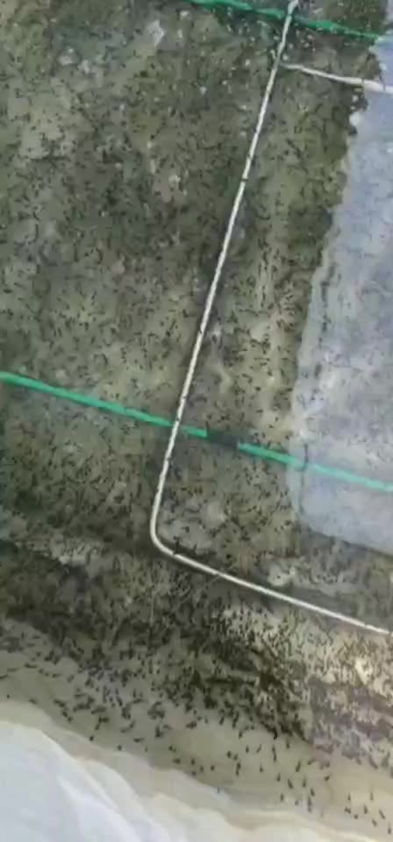 牛蛙苗