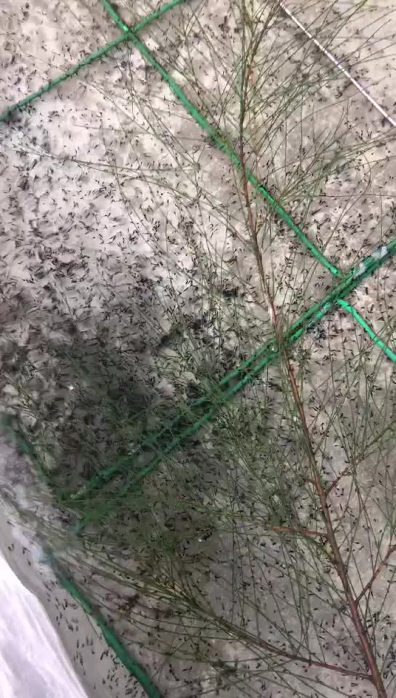 牛蛙苗