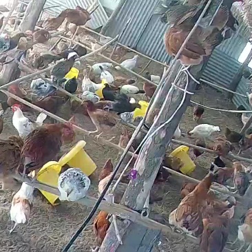 自己农场散养土鸡