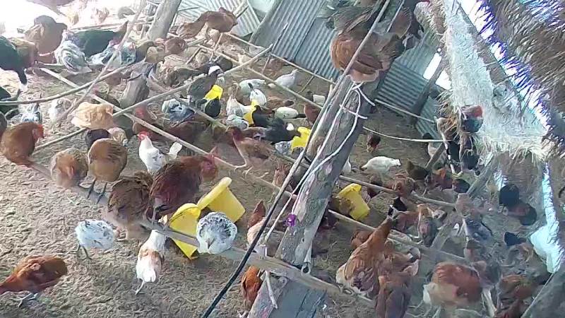 自己农场散养土鸡