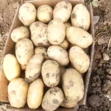 土豆，我这里大棚荷兰十五土豆量大，品质好