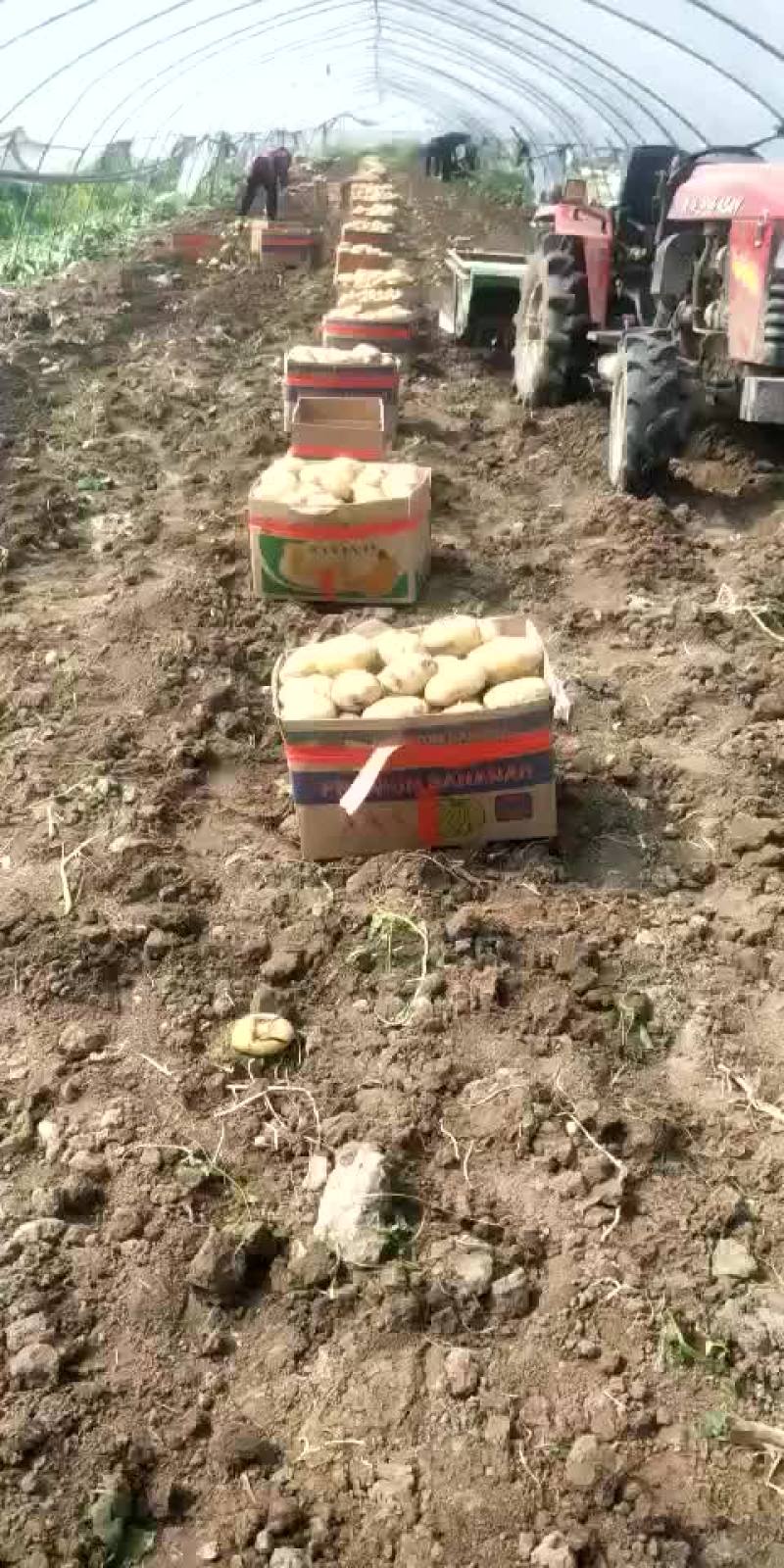 土豆，我这里大棚荷兰十五土豆量大，品质好