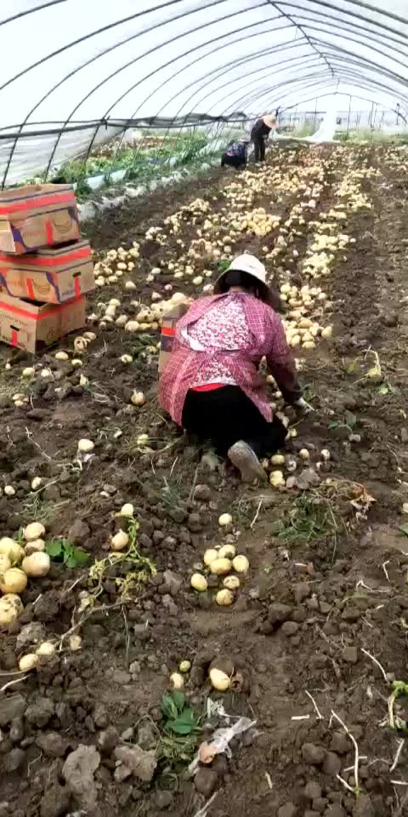 土豆，我这里大棚荷兰十五土豆量大，品质好