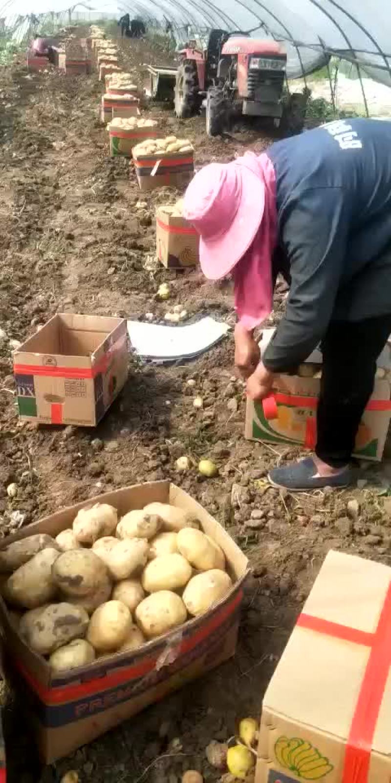 土豆，我这里大棚荷兰十五土豆量大，品质好