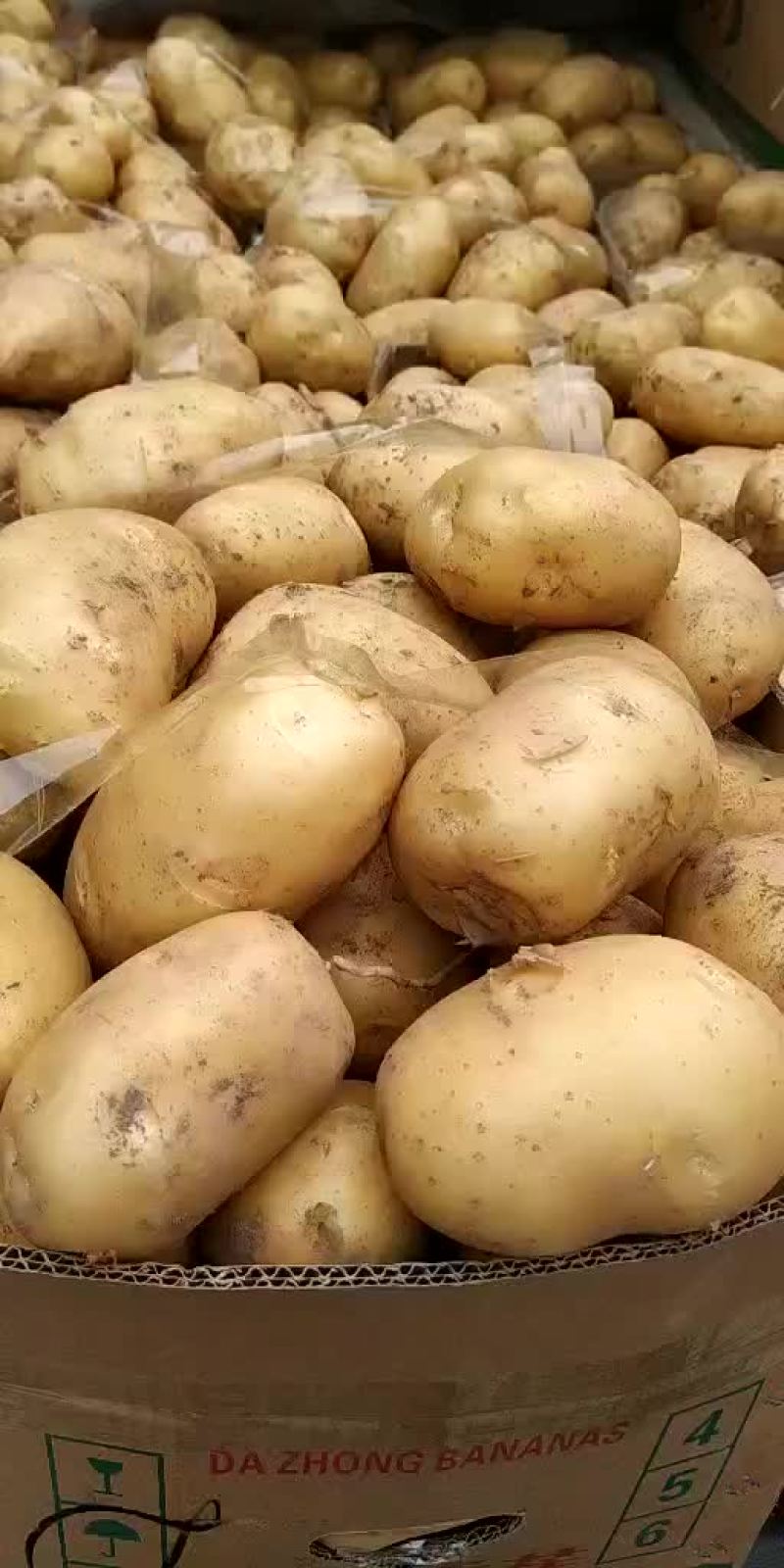 土豆，我这里大棚荷兰十五土豆量大，品质好