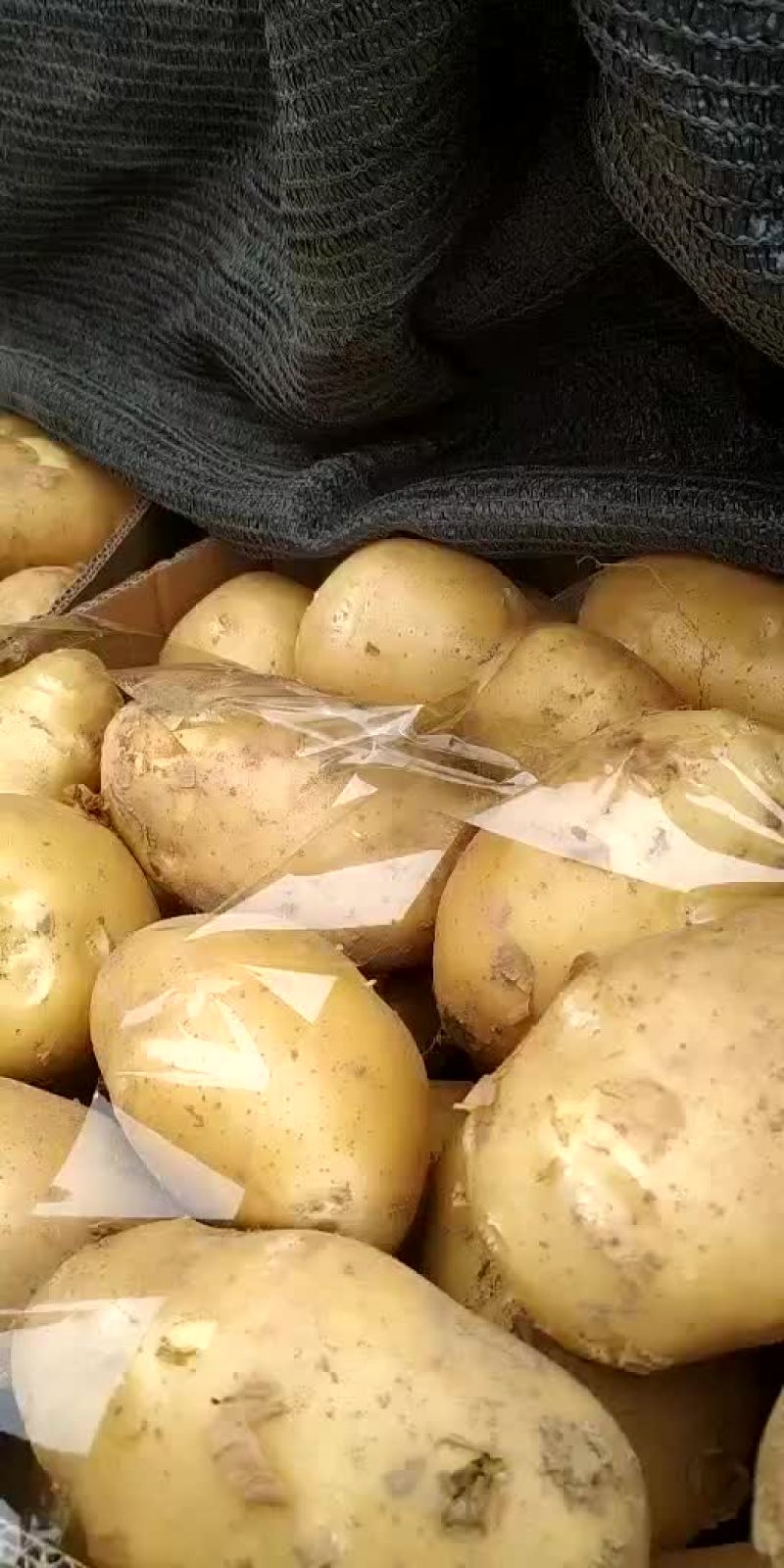 土豆，我这里大棚荷兰十五土豆量大，品质好