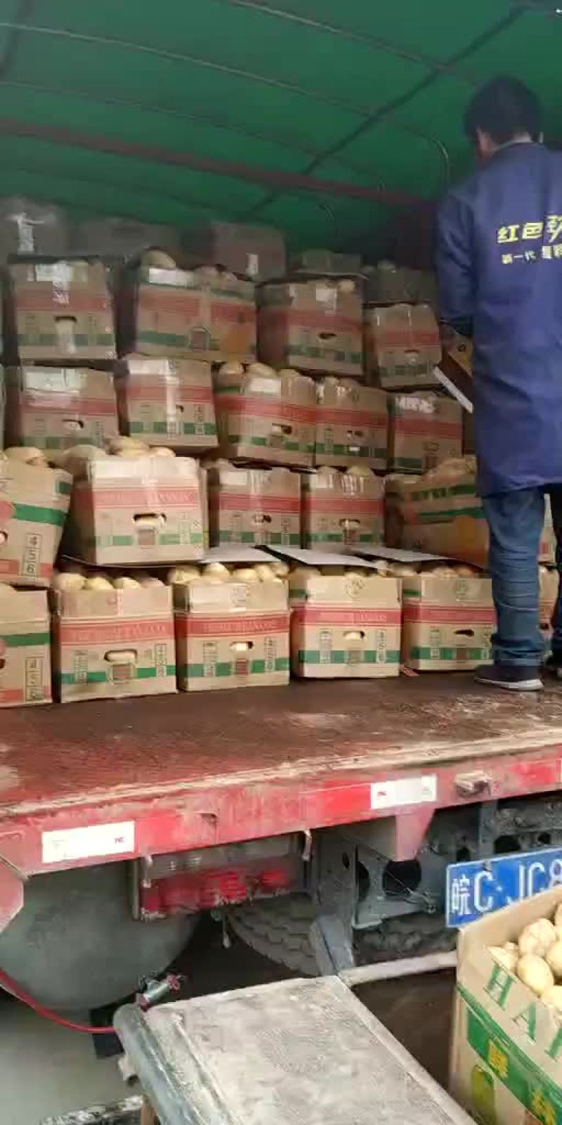 土豆，我这里大棚荷兰十五土豆量大，品质好