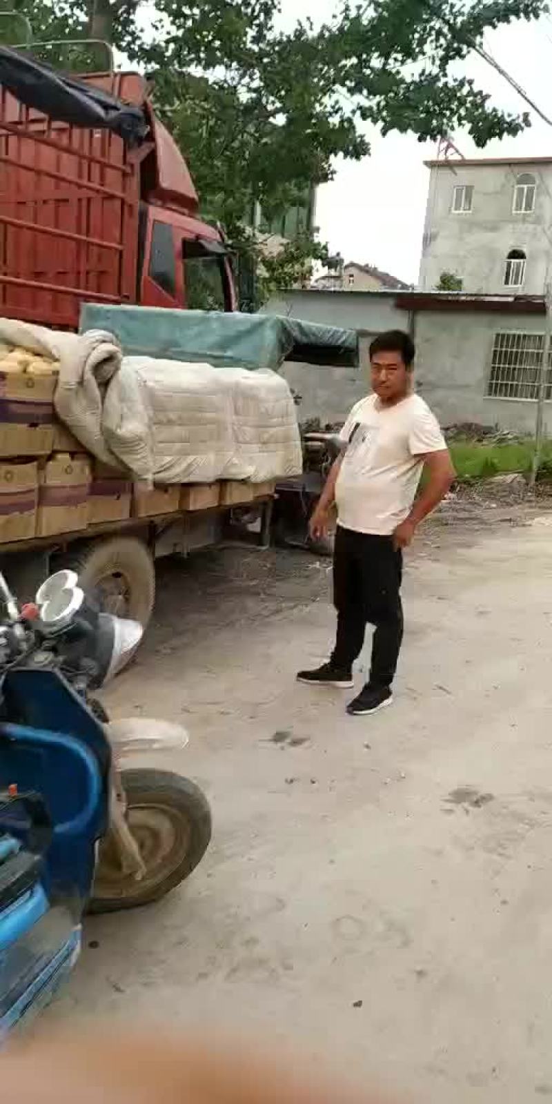 土豆，我这里大棚荷兰十五土豆量大，品质好