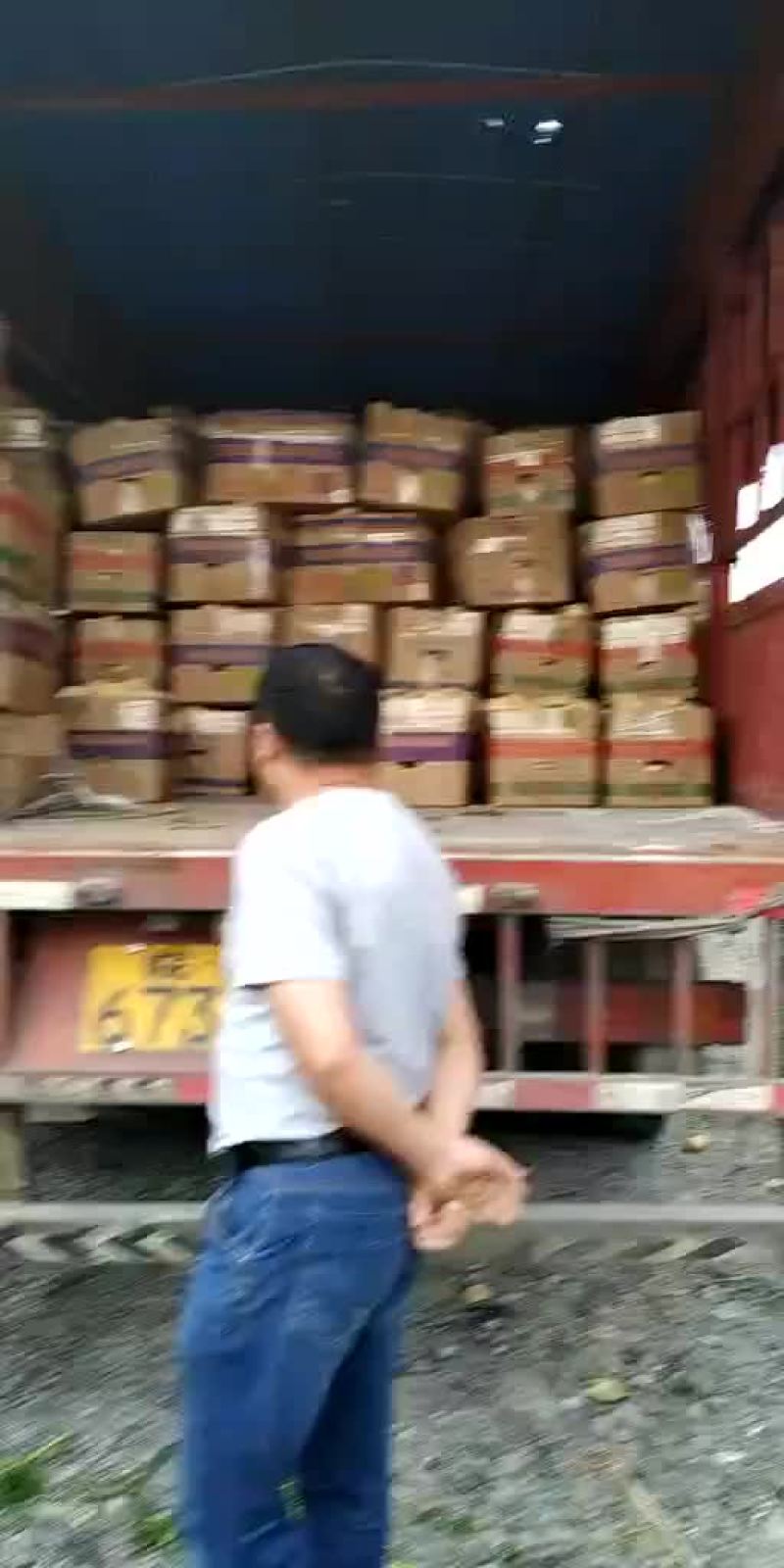 土豆，我这里大棚荷兰十五土豆量大，品质好