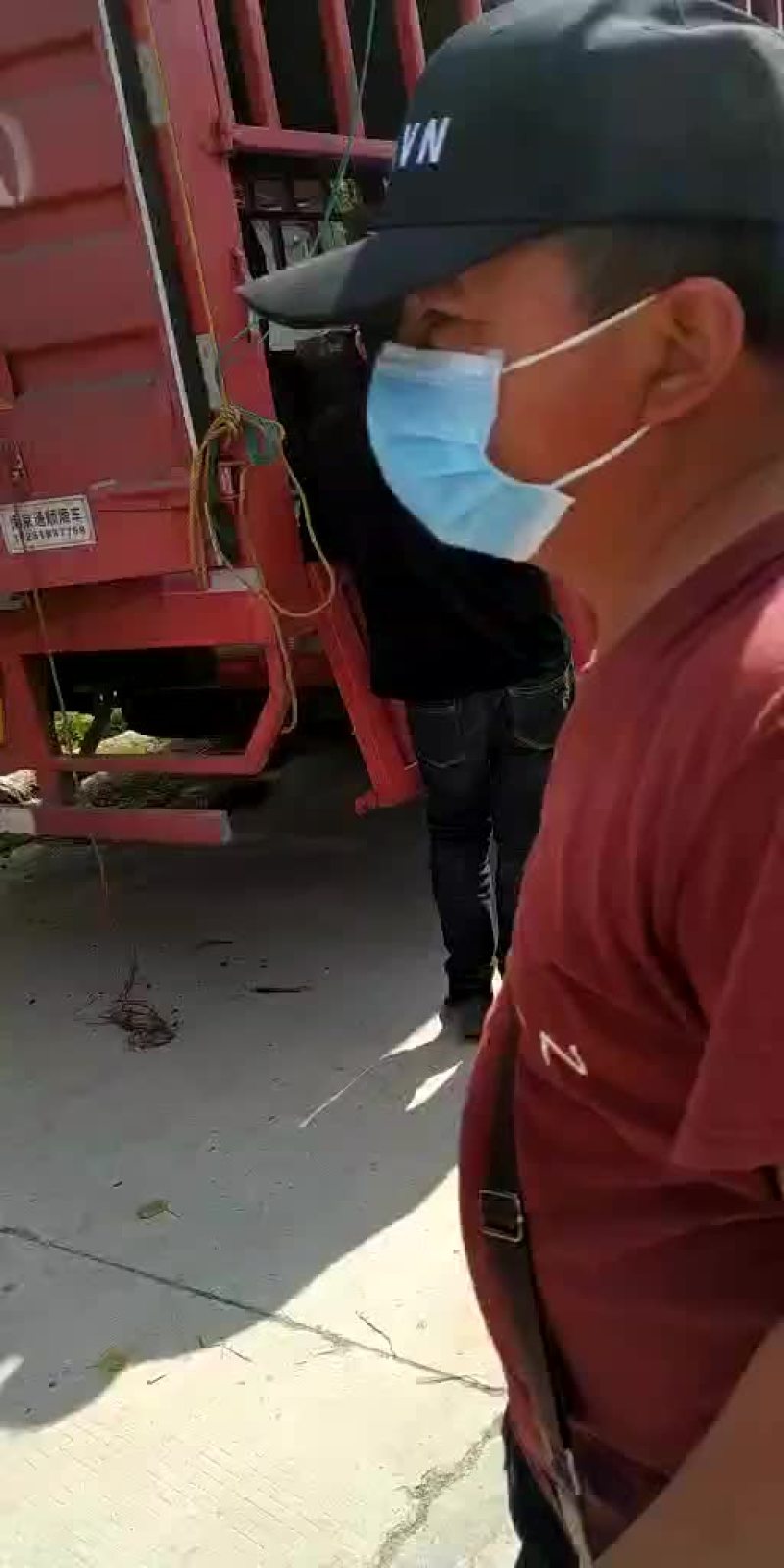 土豆，我这里大棚荷兰十五土豆量大，品质好