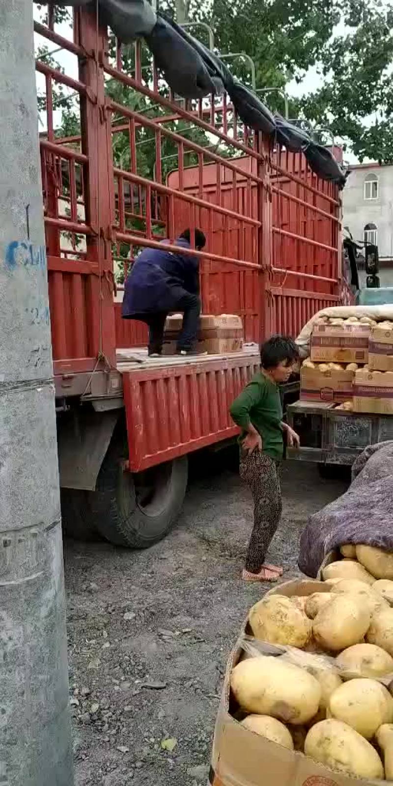 土豆，我这里大棚荷兰十五土豆量大，品质好