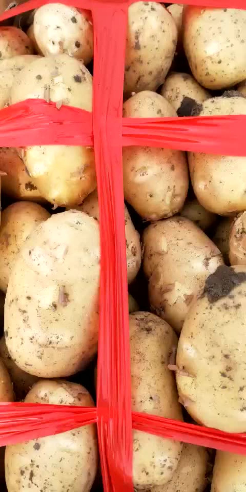 土豆，我这里大棚荷兰十五土豆量大，品质好