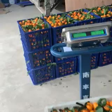 小叶蜜桔