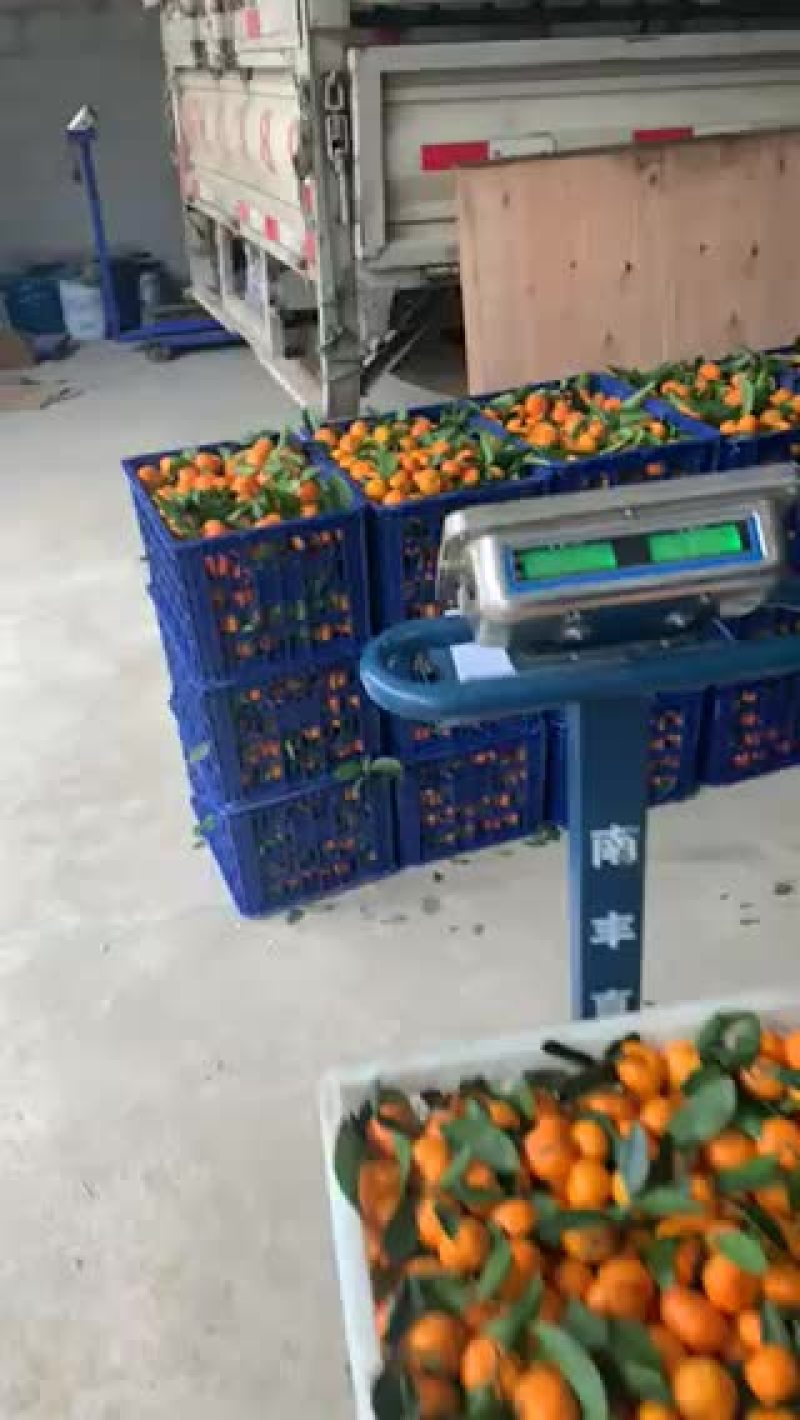 小叶蜜桔