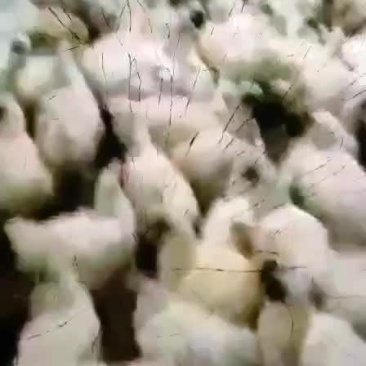白凤乌鸡