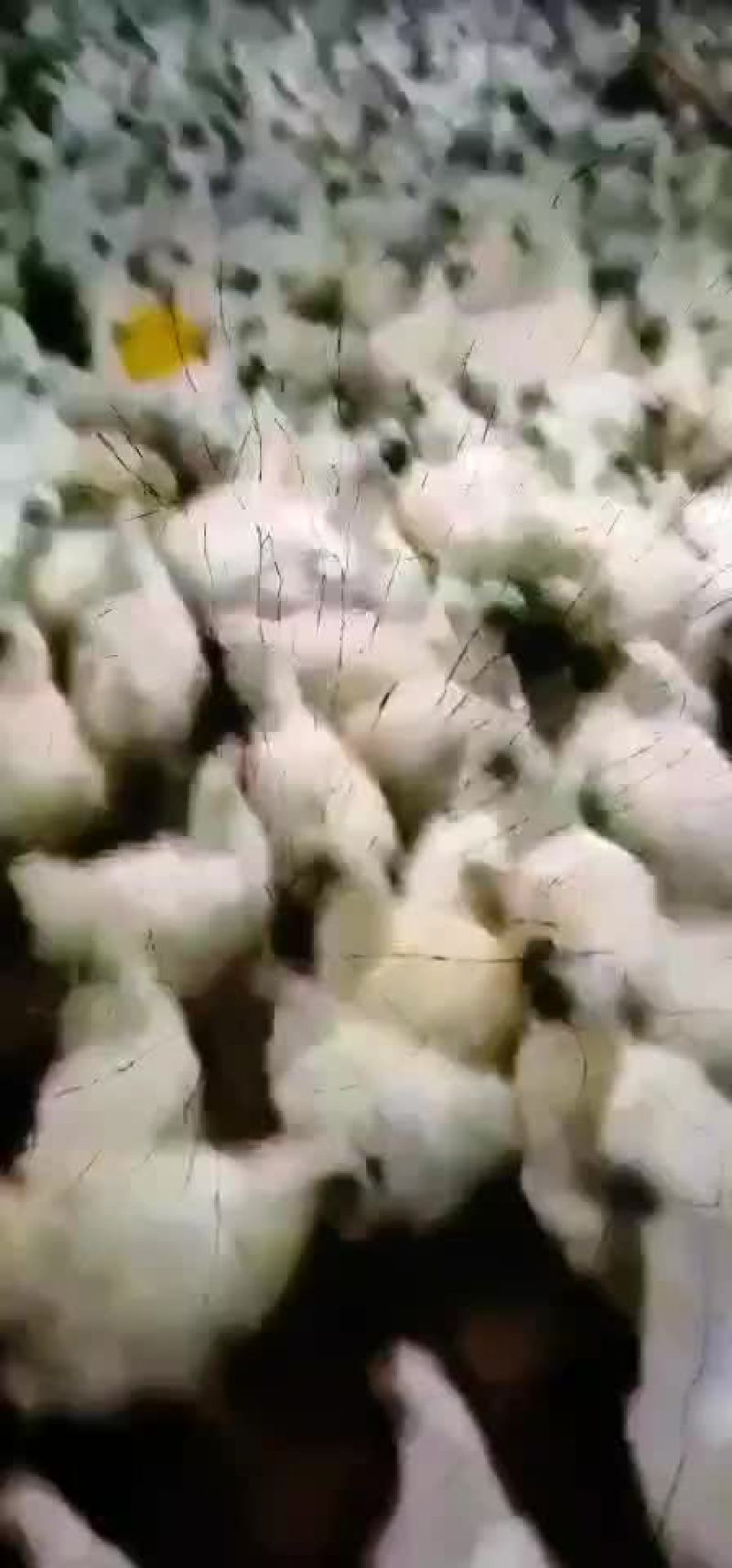 白凤乌鸡