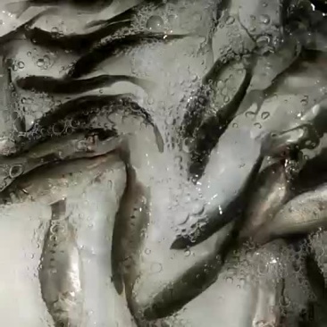 七星鲈鱼苗
