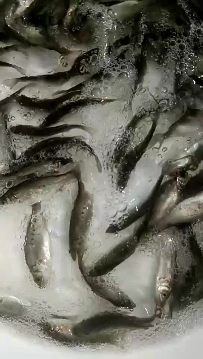 七星鲈鱼苗