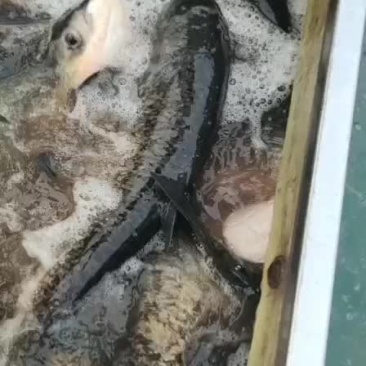 水库大花鲢