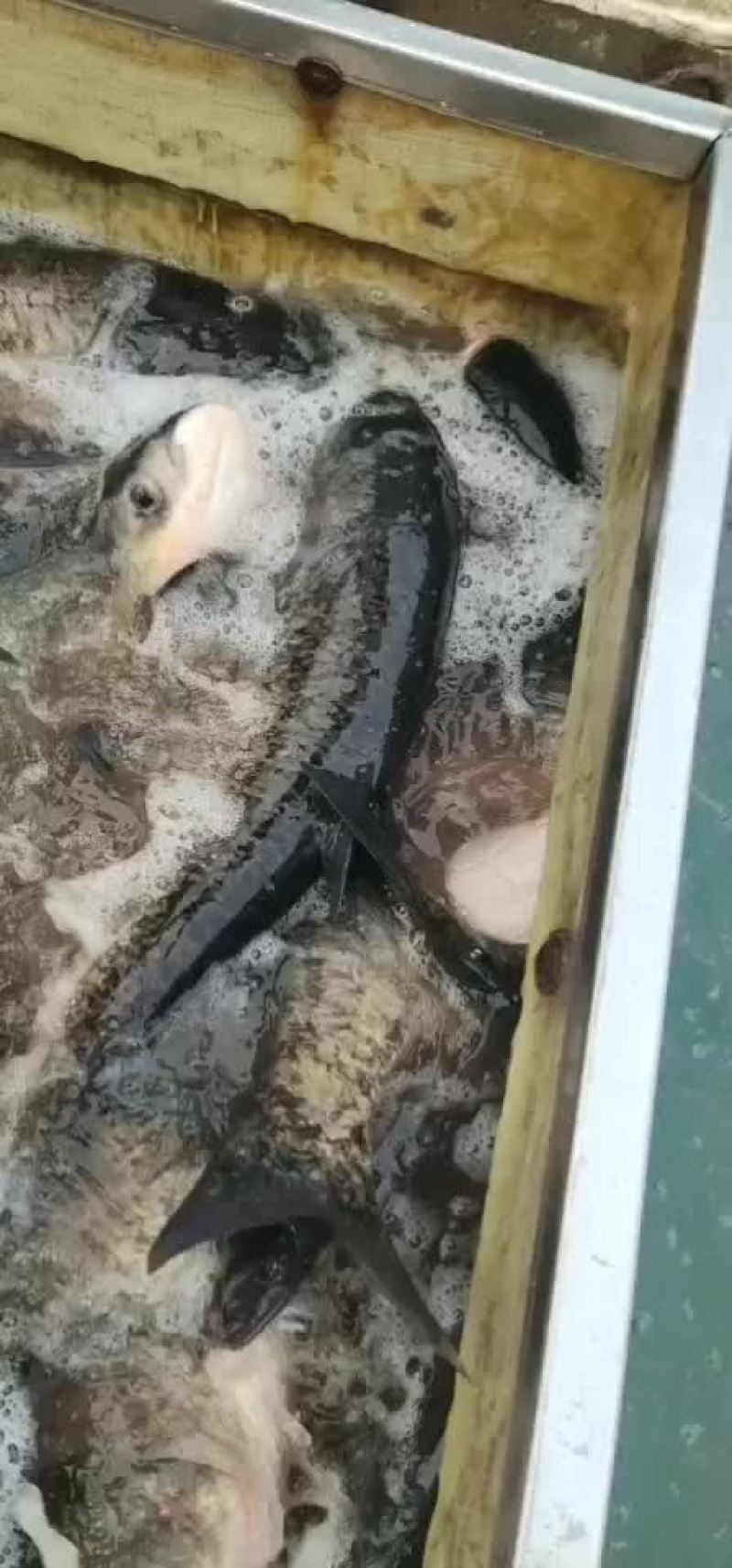 水库大花鲢