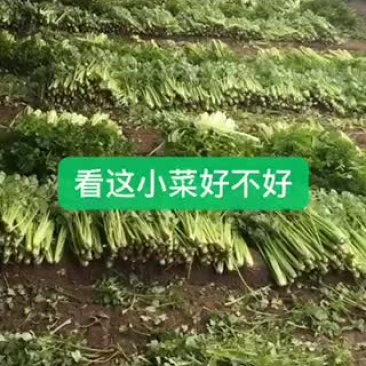 小帅蔬菜货站西芹大量供应