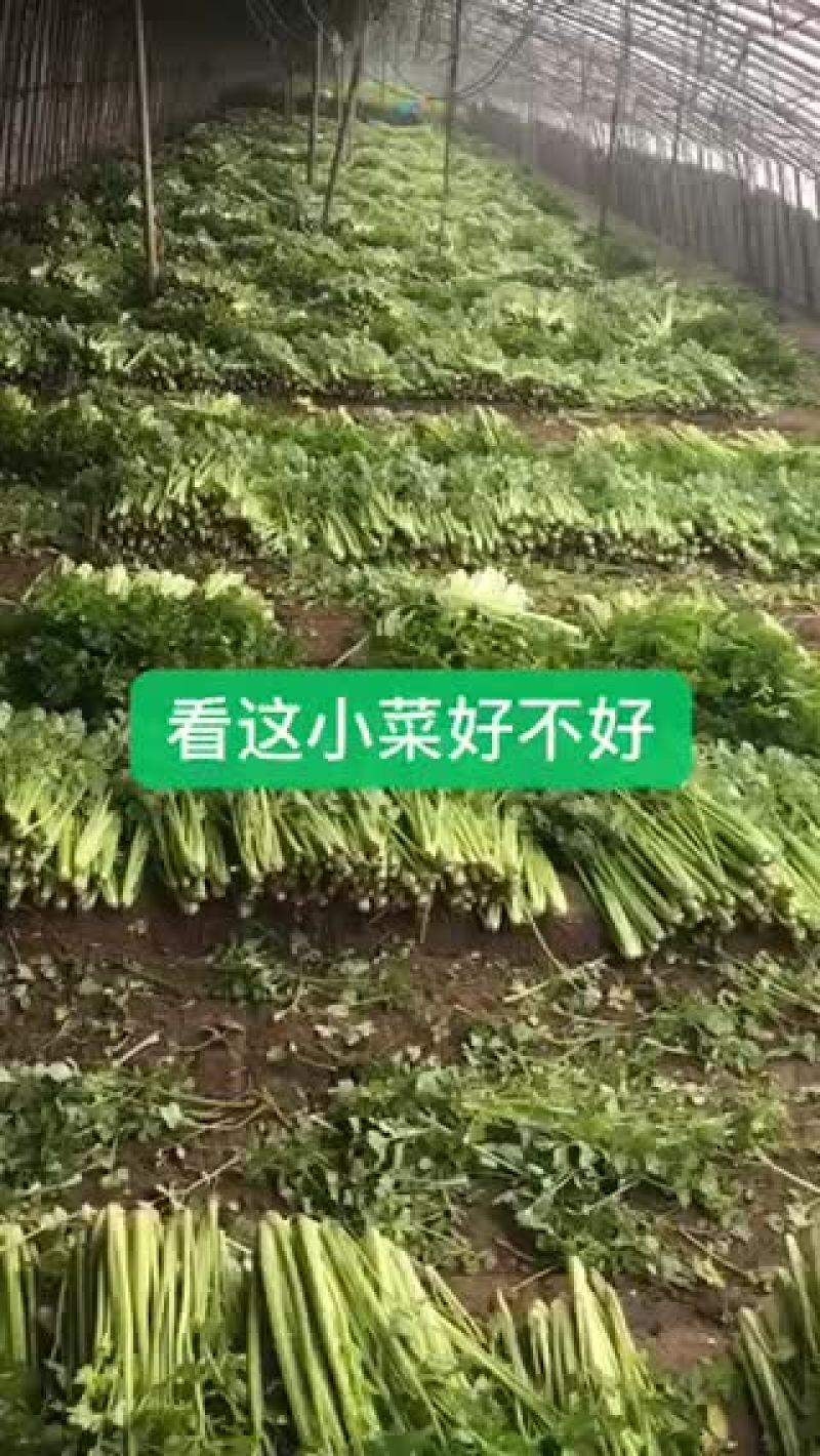 小帅蔬菜货站西芹大量供应