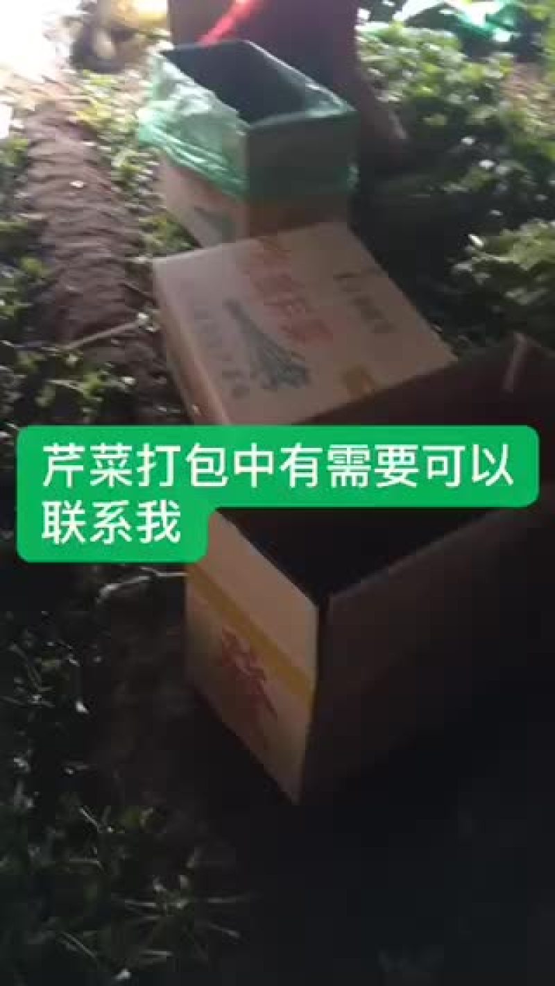 小帅蔬菜货站西芹大量供应