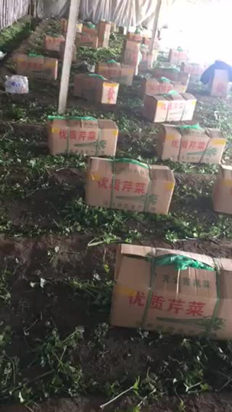 小帅蔬菜货站西芹大量供应