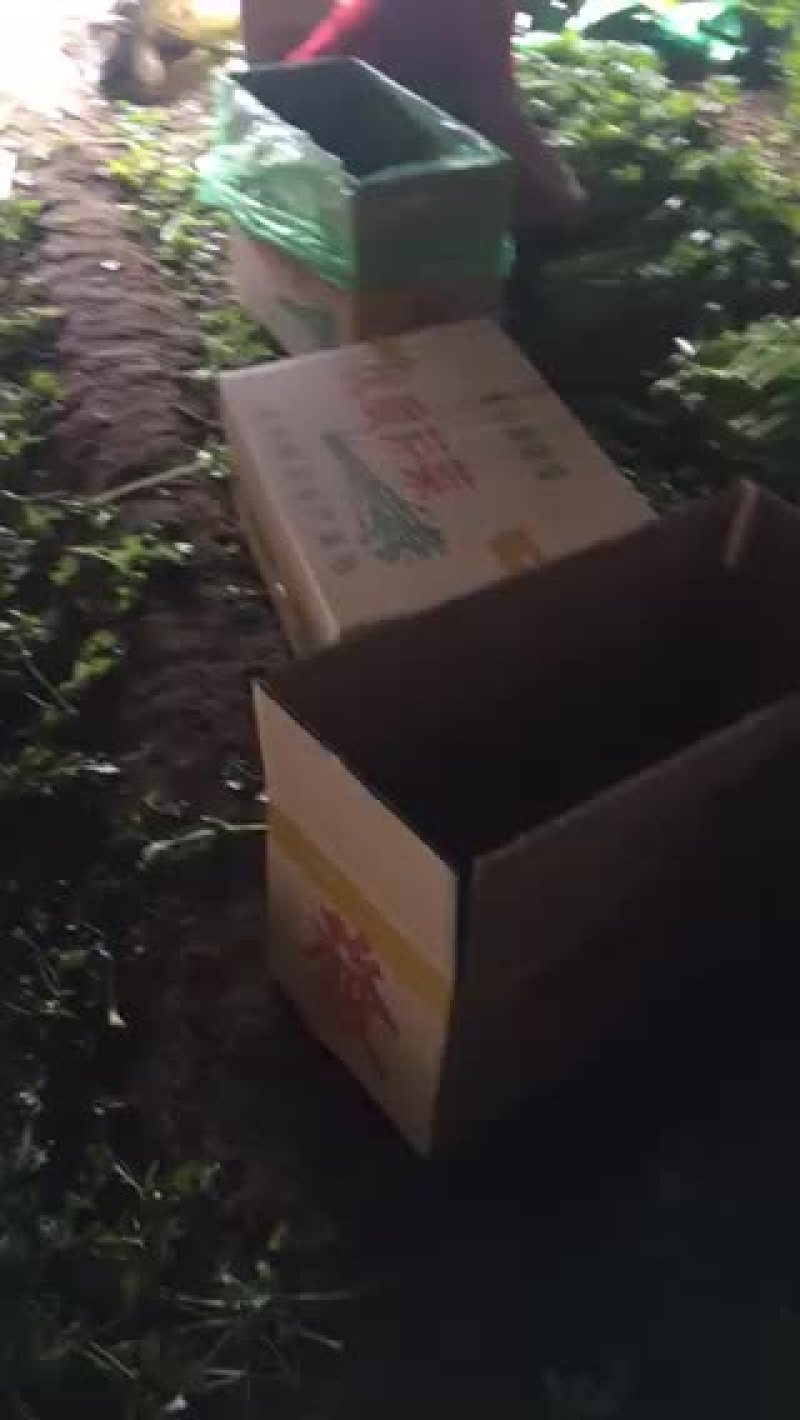小帅蔬菜货站西芹大量供应