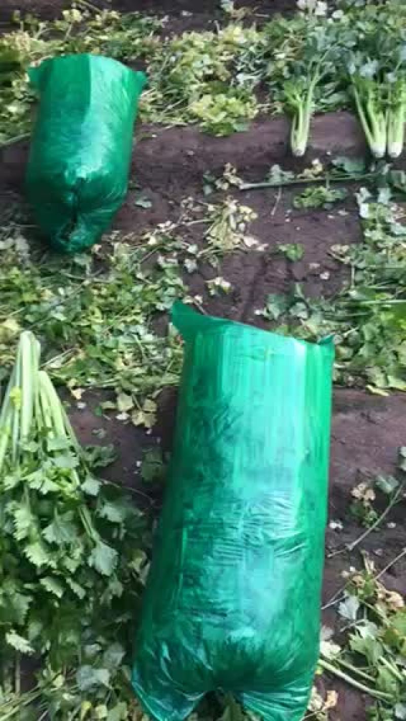 小帅蔬菜货站西芹大量供应