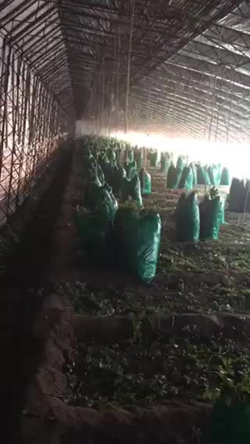 小帅蔬菜货站西芹大量供应