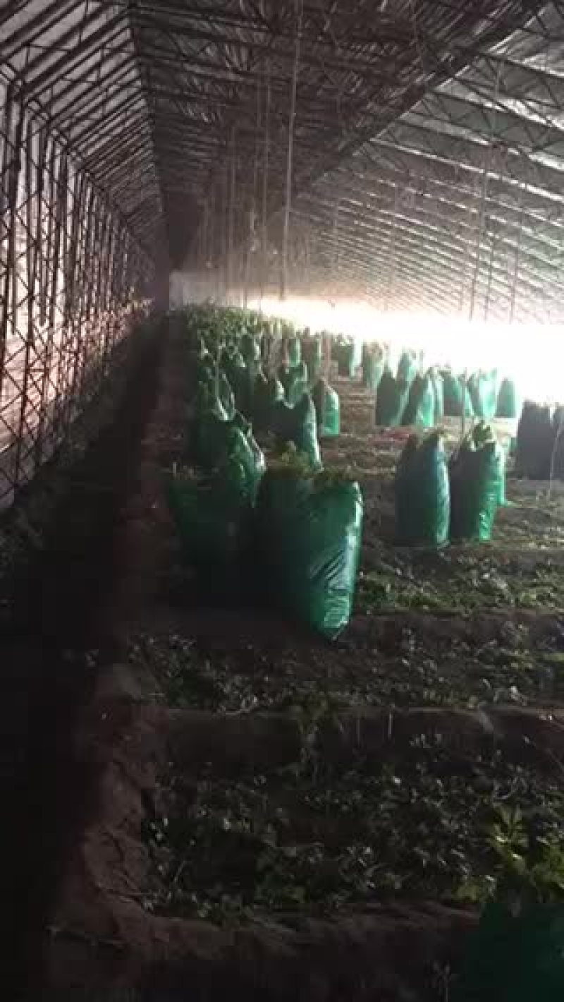 小帅蔬菜货站西芹大量供应