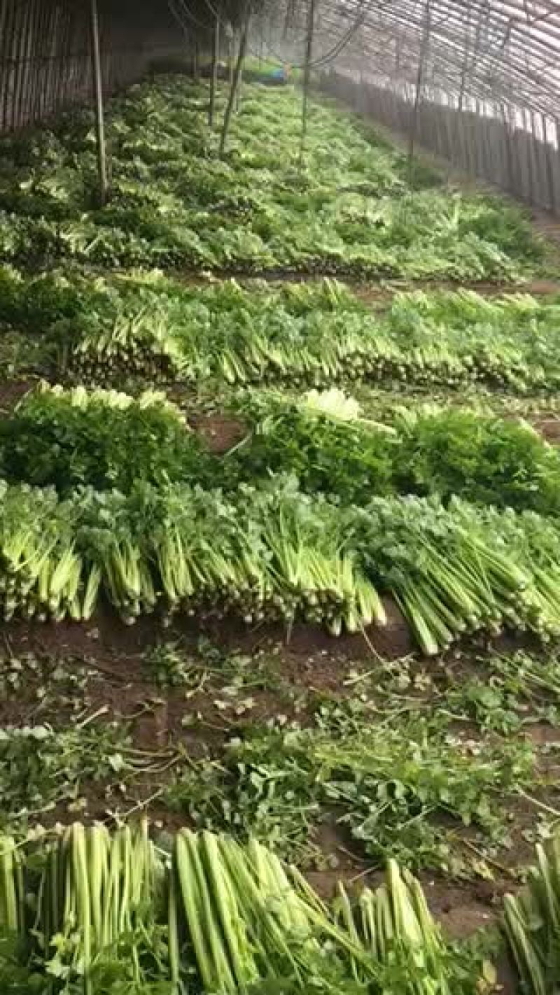 小帅蔬菜货站西芹大量供应
