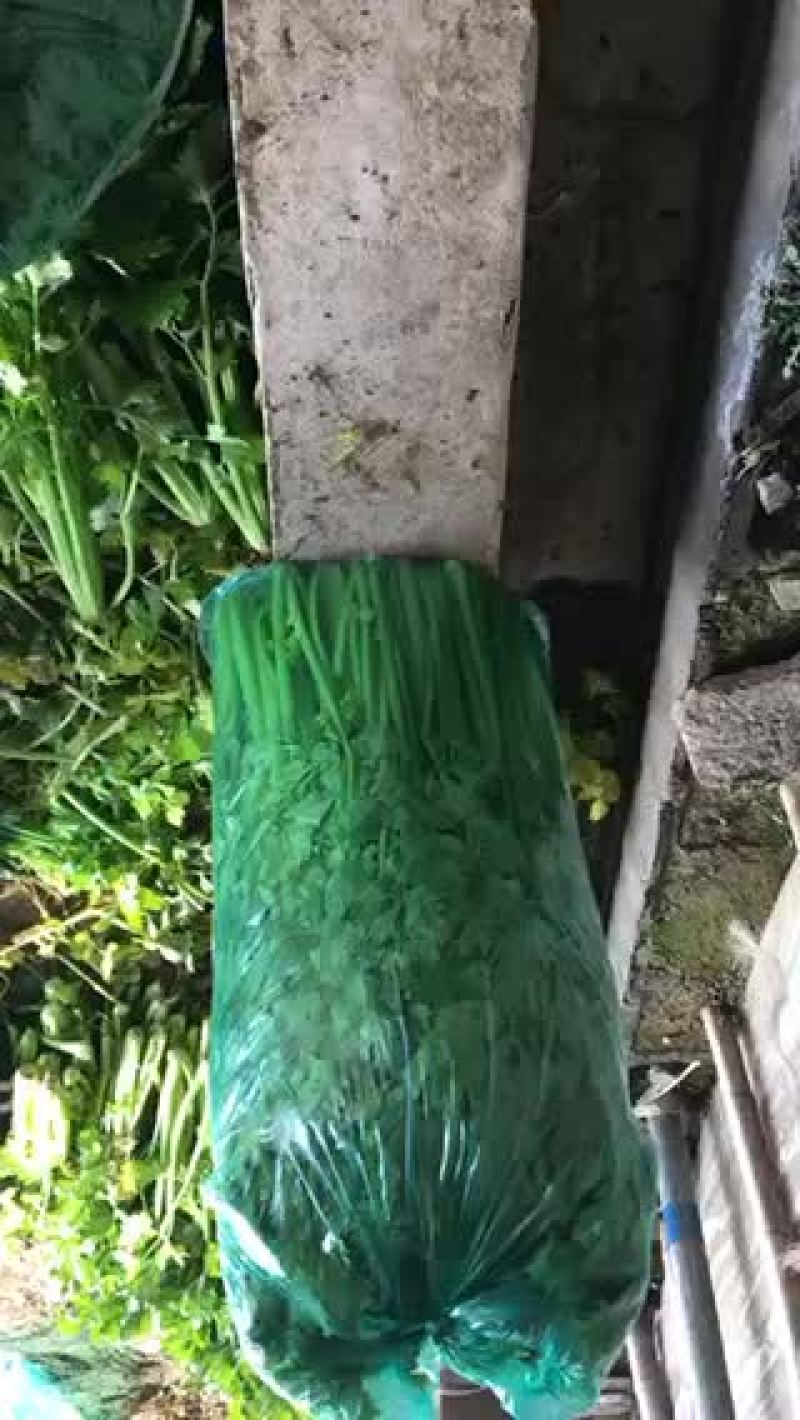 小帅蔬菜货站西芹大量供应