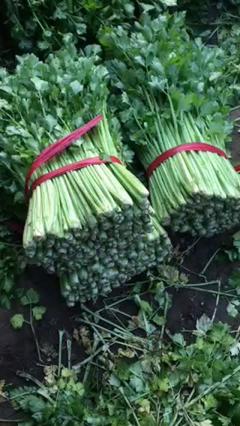 小帅蔬菜货站西芹大量供应