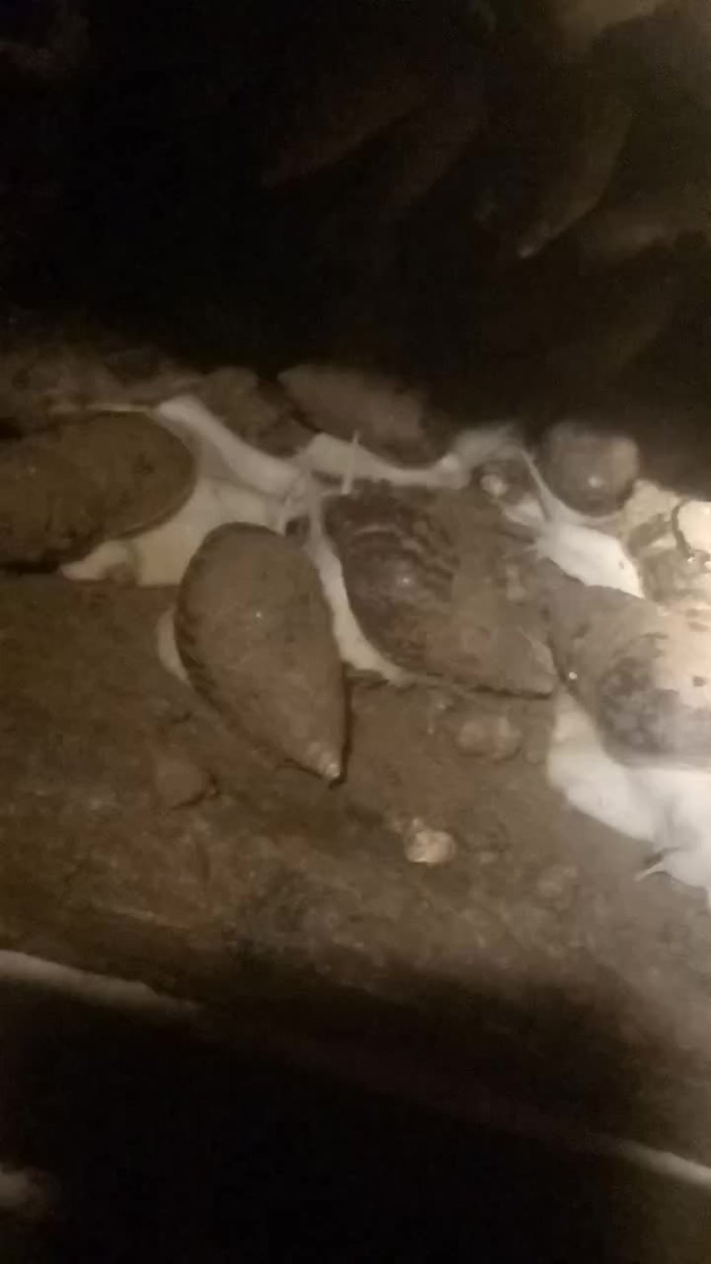 优质种蜗牛