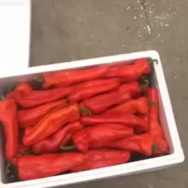 鲜辣椒